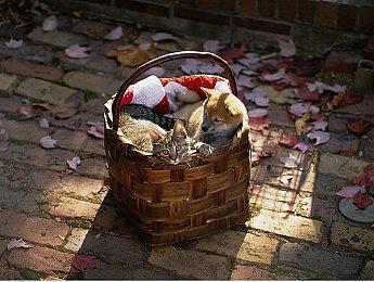 2D动作《雨魂》脱离抢先体验正式推出